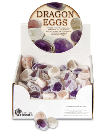 Fossils Polished Semi-Precious Stones ‘Dragon Eggs’