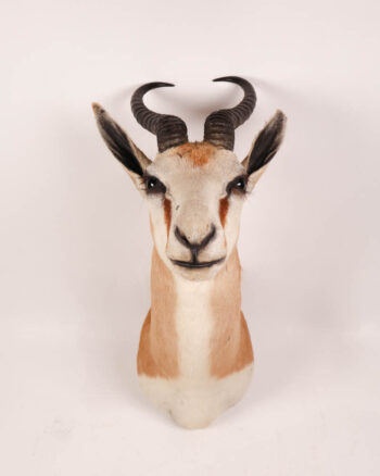 Vintage Taxidermy Springbok Head Mount with Horns