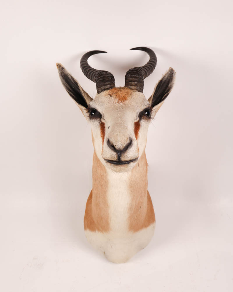 Vintage Taxidermy Springbok Head Mount with Horns