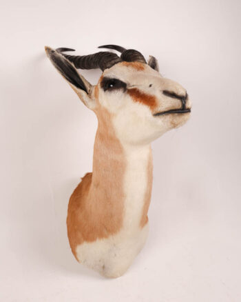 Vintage Taxidermy Springbok Head Mount with Horns
