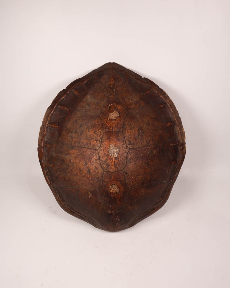 Vintage Brown Turtle Shell Display with Natural Markings
