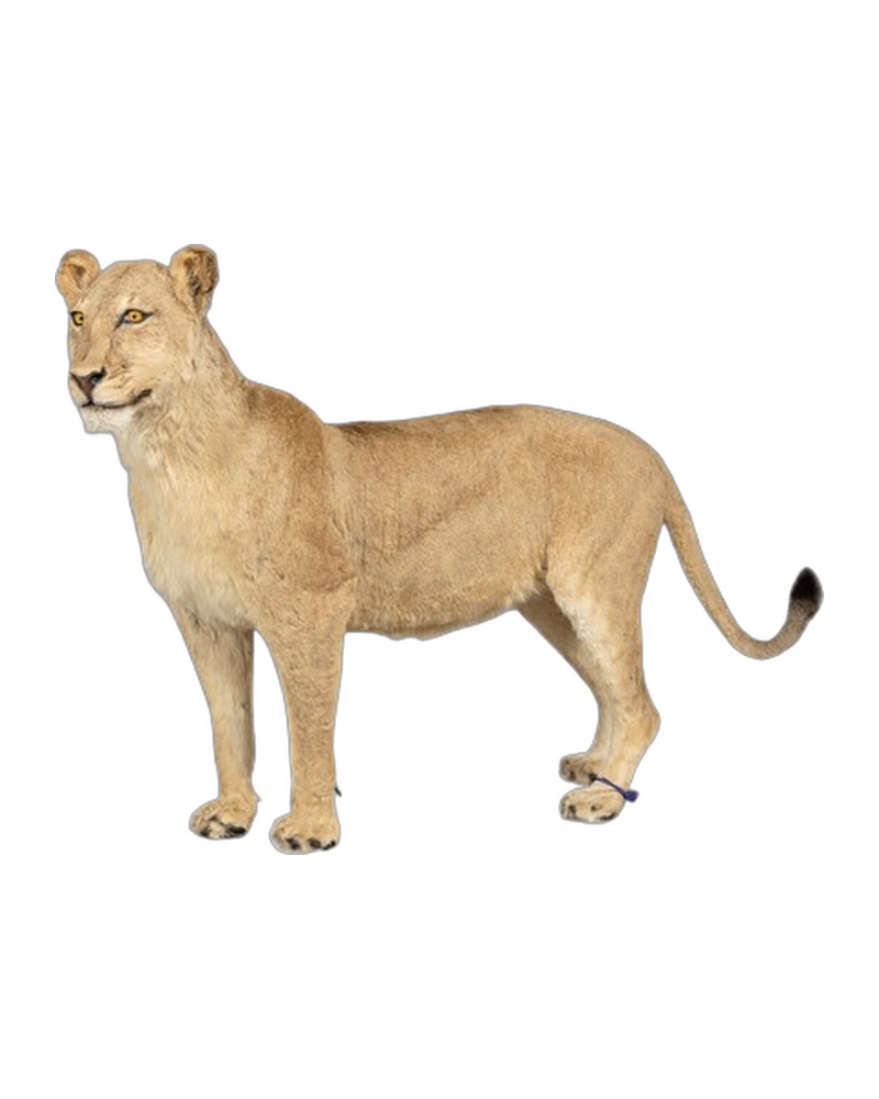 TD229 Lioness Full Mount