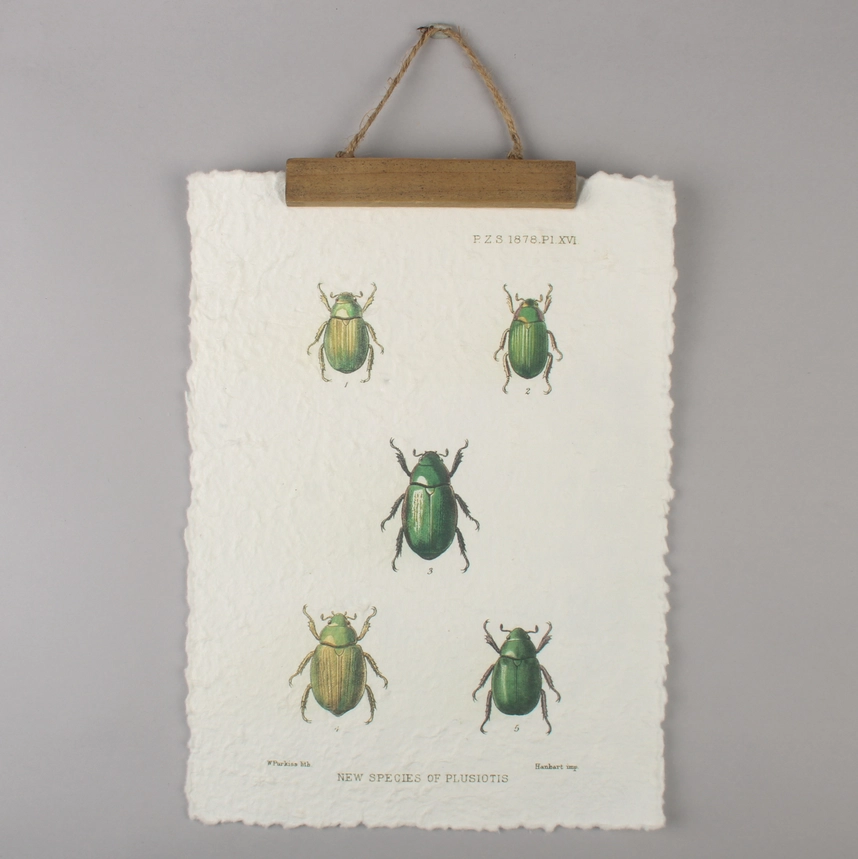 Vintage Beetle Wall Hanging– Entomology Print Handmade Paper