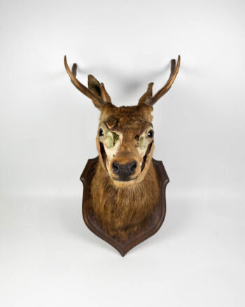 Vintage Taxidermy Deer Head with Skull Exposed Mount / Zombie Deer