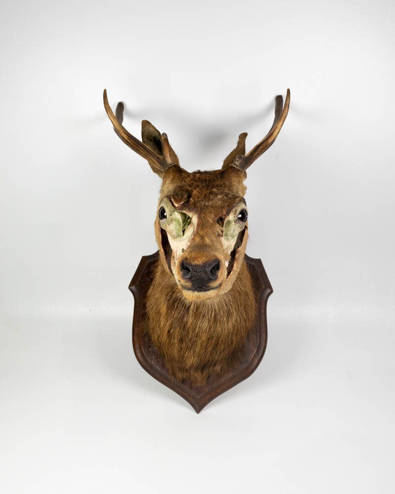 Vintage Taxidermy Deer Head with Skull Exposed Mount / Zombie Deer