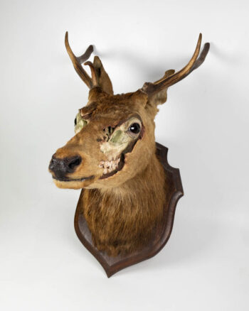 Vintage Taxidermy Deer Head with Skull Exposed Mount / Zombie Deer