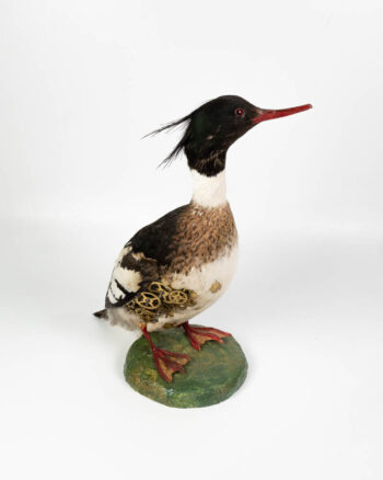 Taxidermy Bird Sculpture with Brass Clockwork Detail