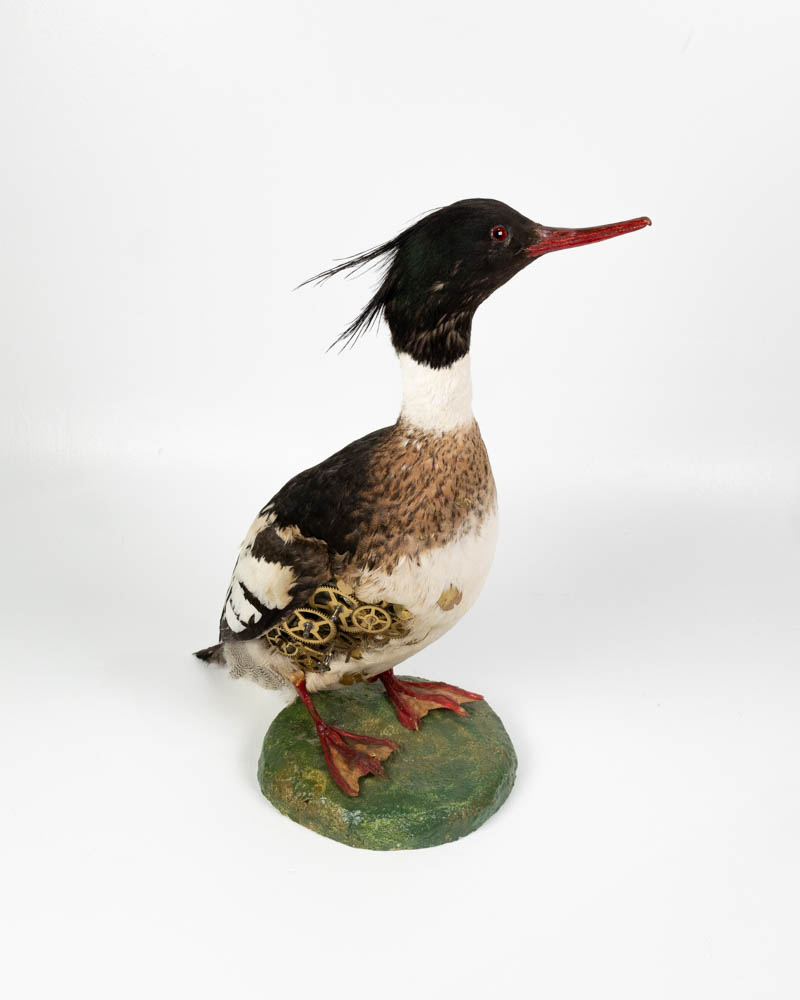 Taxidermy Bird Sculpture with Brass Clockwork Detail
