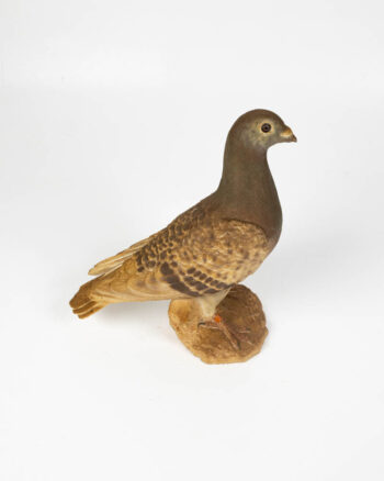 Ceramic Pigeon Figurine with Brown and Gold Details