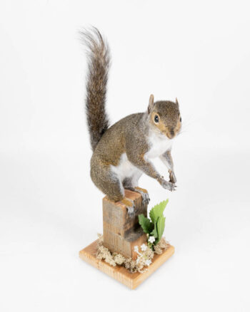 Taxidermy Grey Squirrel with Wooden Base & Faux Plants