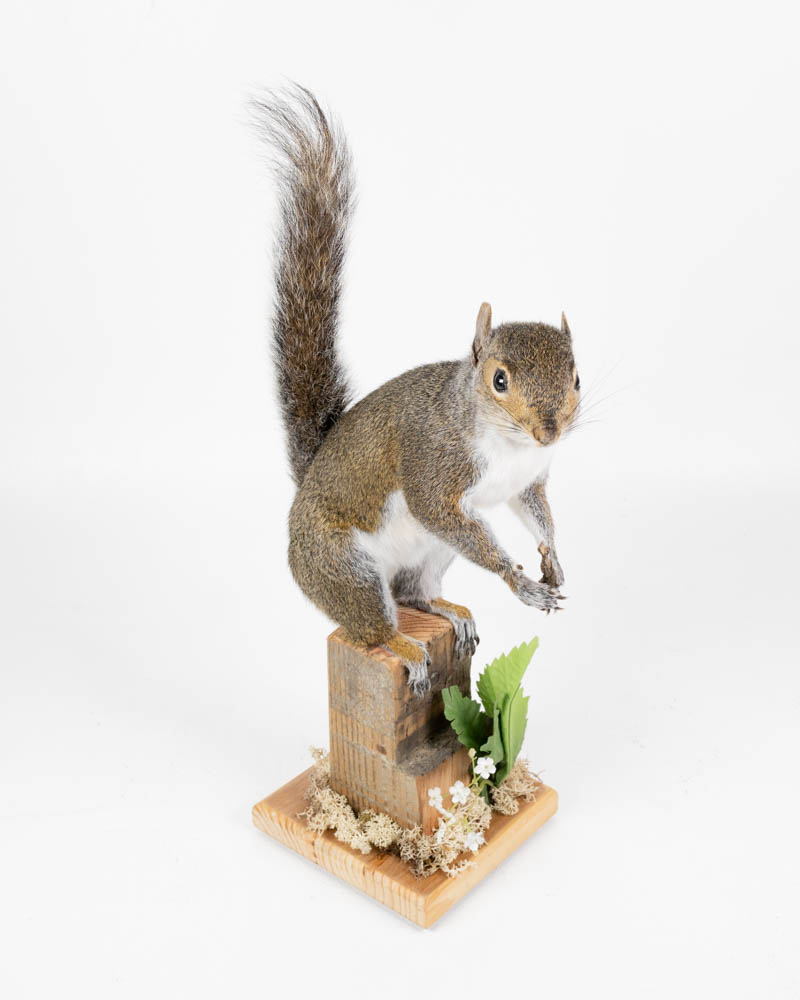 Taxidermy Grey Squirrel with Wooden Base & Faux Plants