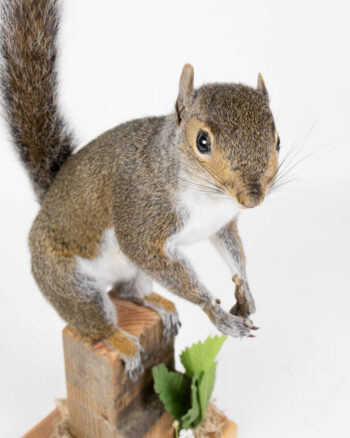 Taxidermy Grey Squirrel with Wooden Base & Faux Plants