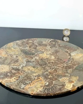 Ammonite Fossil Display Plate – Real Polished Stone Pieces