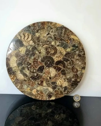 Ammonite Fossil Display Plate – Real Polished Stone Pieces