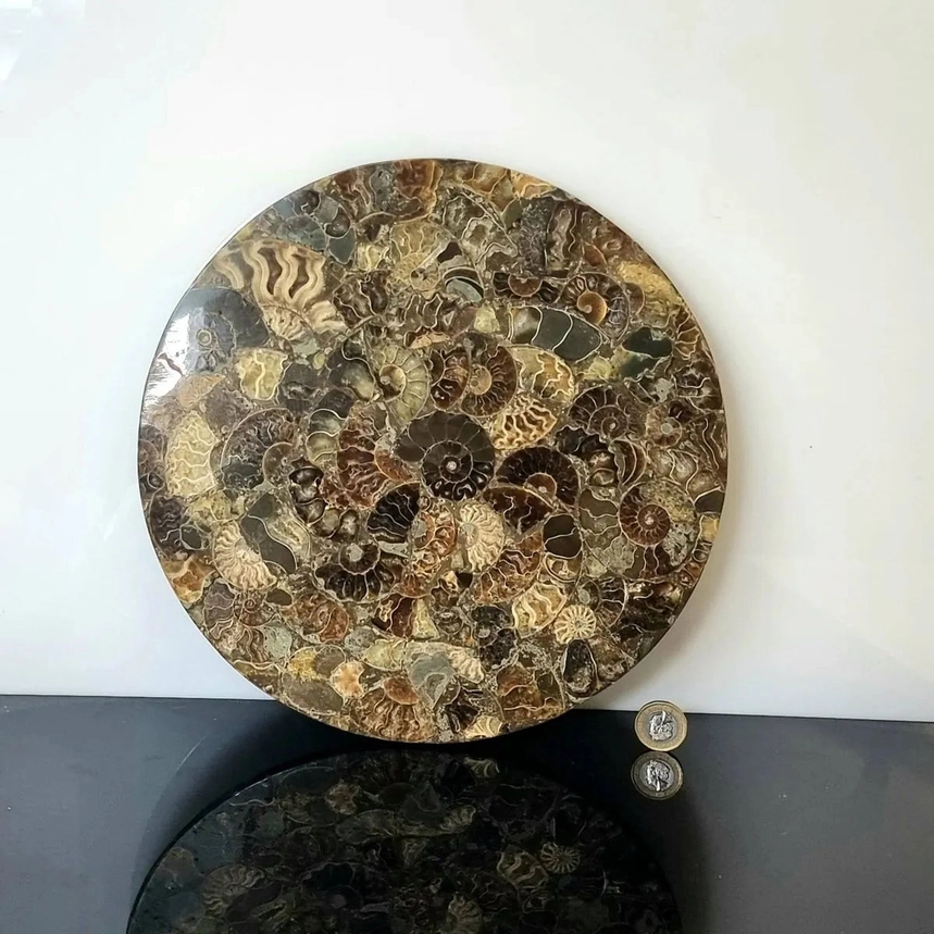 Ammonite Fossil Display Plate – Real Polished Stone Pieces