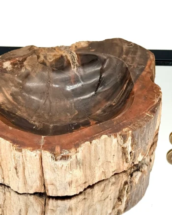 Fossil Wood Bowl from Madagascar 248 Million Years Old