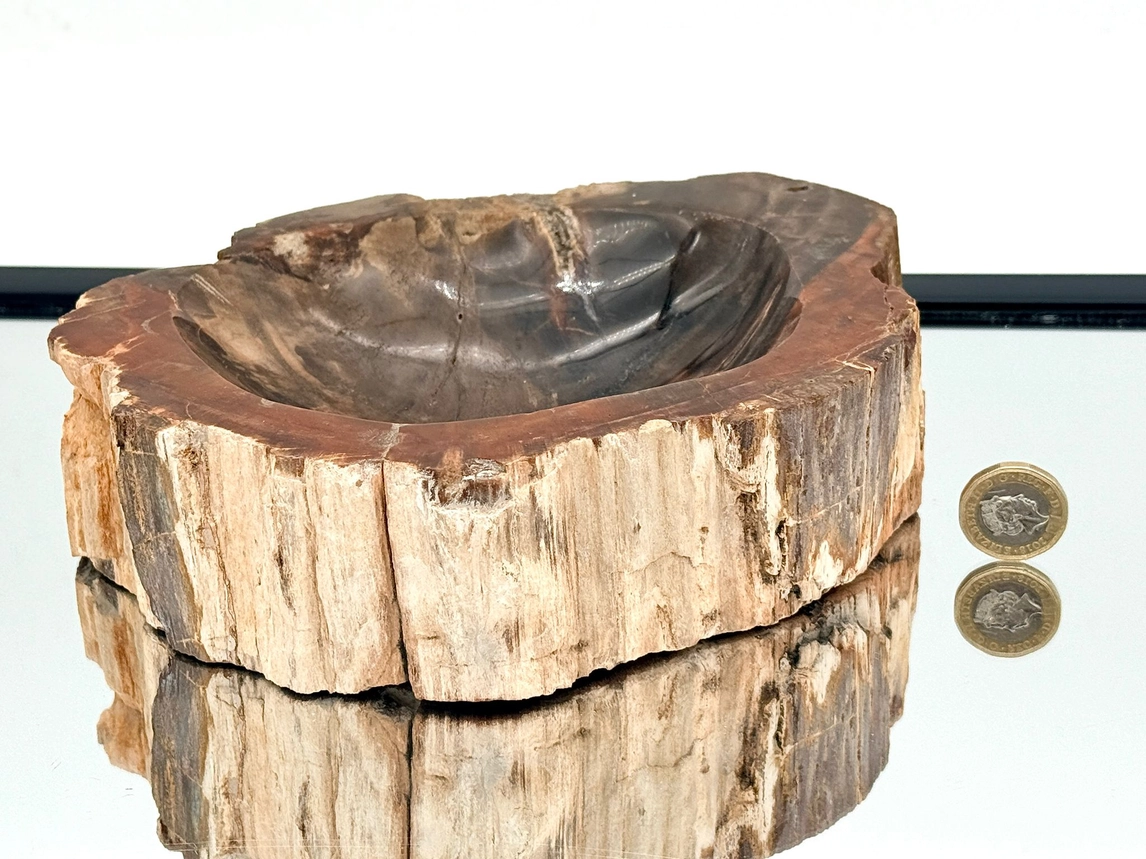 Fossil Wood Bowl from Madagascar 248 Million Years Old