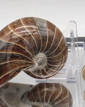 Polished Cretaceous Nautilus Fossil Specimen from Madagascar