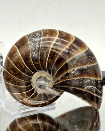 Polished Cretaceous Nautilus Fossil Specimen from Madagascar