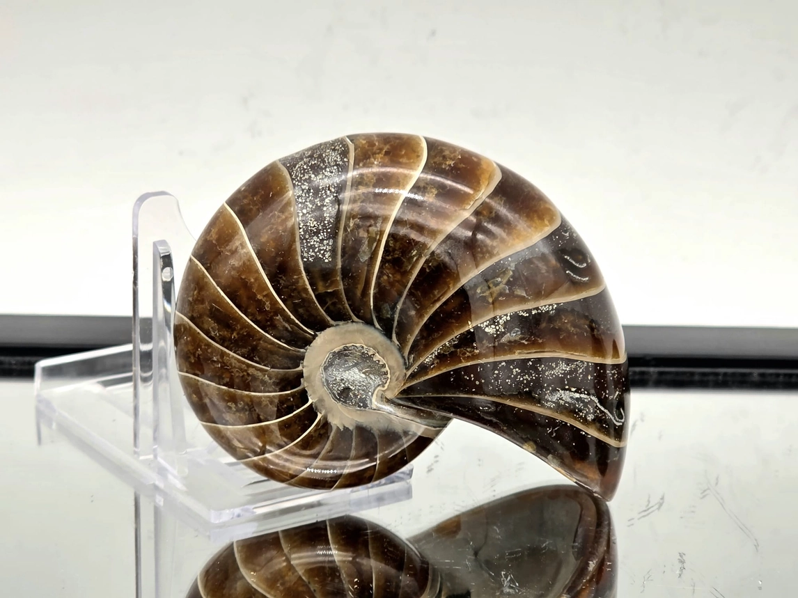 Polished Cretaceous Nautilus Fossil Specimen from Madagascar