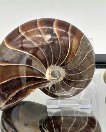 Polished Cretaceous Nautilus Fossil from Madagascar