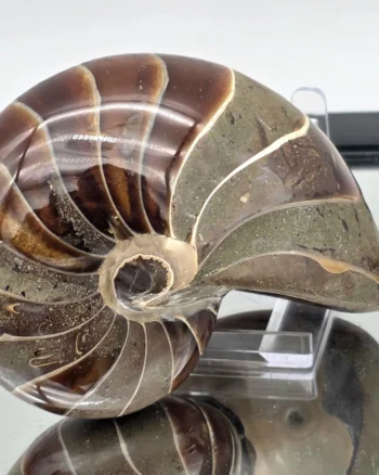 Polished Cretaceous Nautilus Fossil from Madagascar
