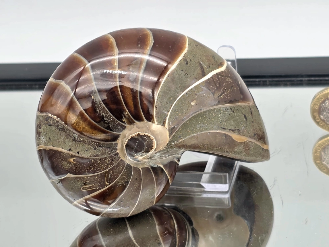 Polished Cretaceous Nautilus Fossil from Madagascar