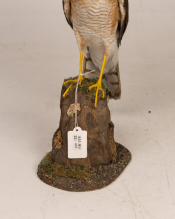 Taxidermy Eurasian Sparrowhawk Bird Mount on Wooden Base