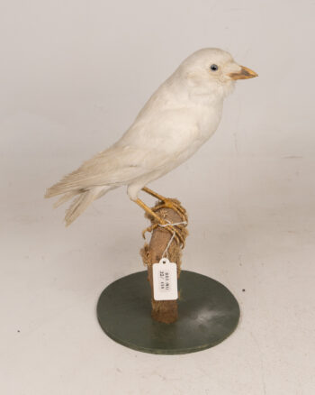 Very Rare Taxidermy Albino Crow on Wood Stand
