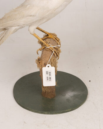 Very Rare Taxidermy Albino Crow on Wood Stand