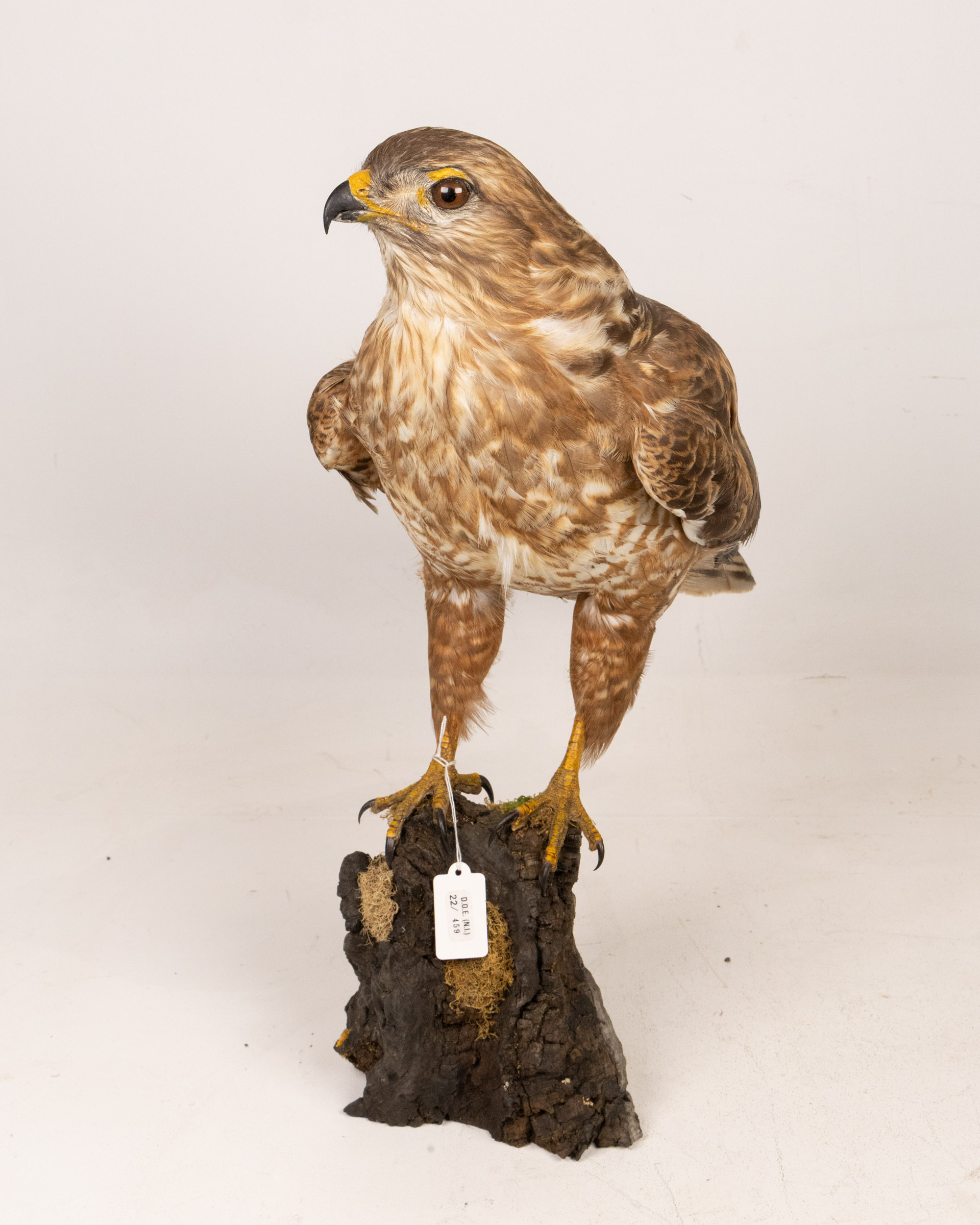 Eurasian Buzzard with Wood Base