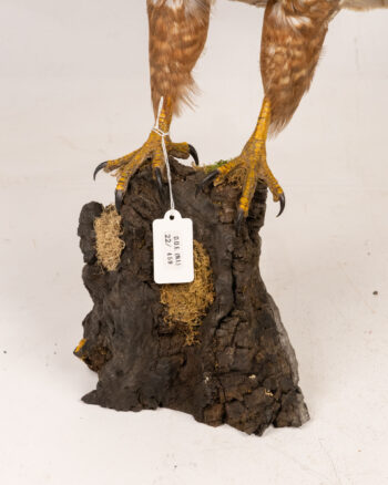 Eurasian Buzzard with Wood Base