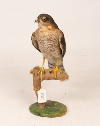 Mounted Eurasian Sparrowhawk Taxidermy Display