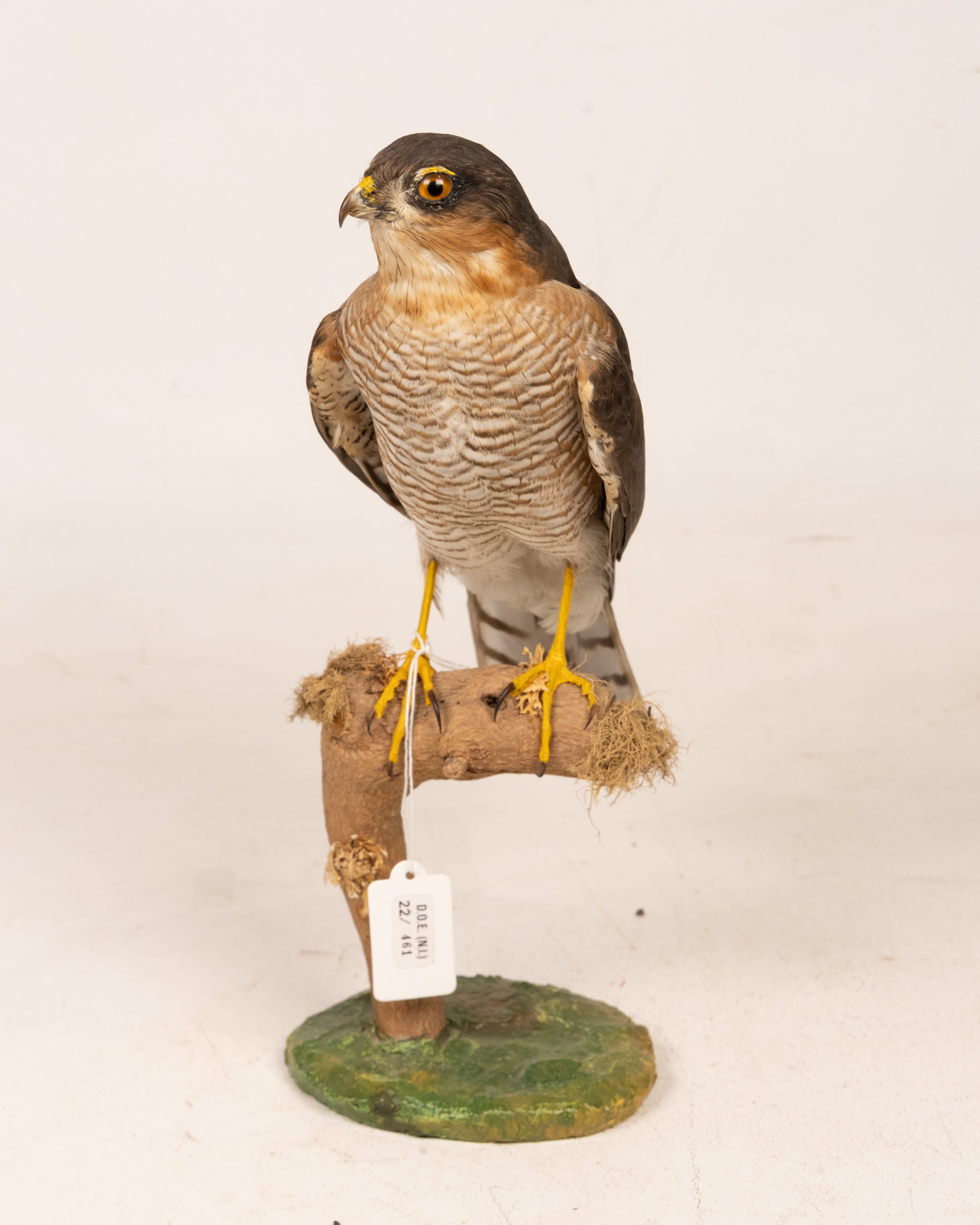 Mounted Eurasian Sparrowhawk Taxidermy Display