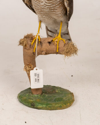 Mounted Eurasian Sparrowhawk Taxidermy Display