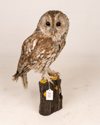 Mounted Tawny Owl Specimen on Wooden Base