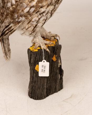 Mounted Tawny Owl Specimen on Wooden Base
