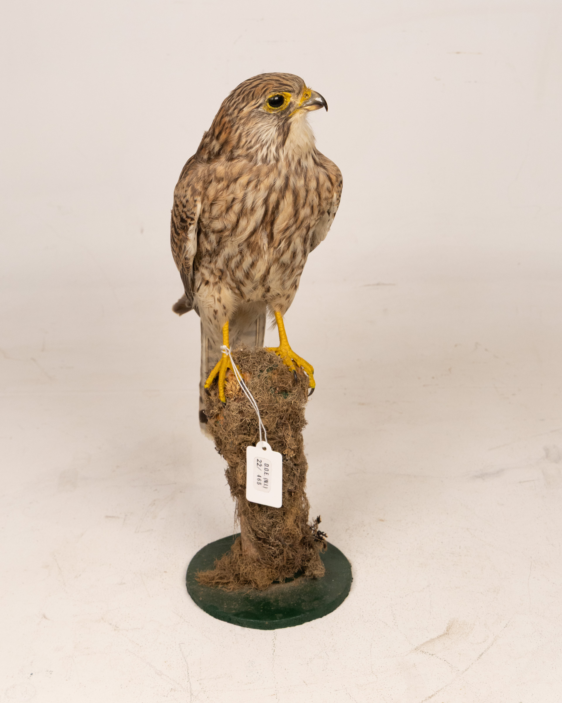 Mounted Common Kestrel Taxidermy Display with Wood Base