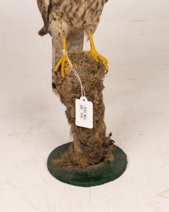 Mounted Common Kestrel Taxidermy Display with Wood Base