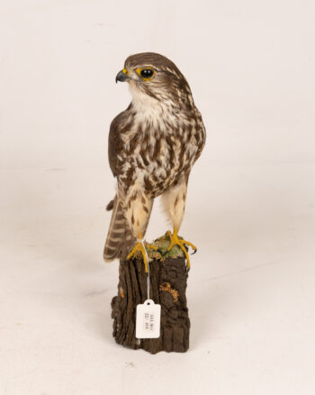 Taxidermy Icelandic Female Merlin on Wooden Base