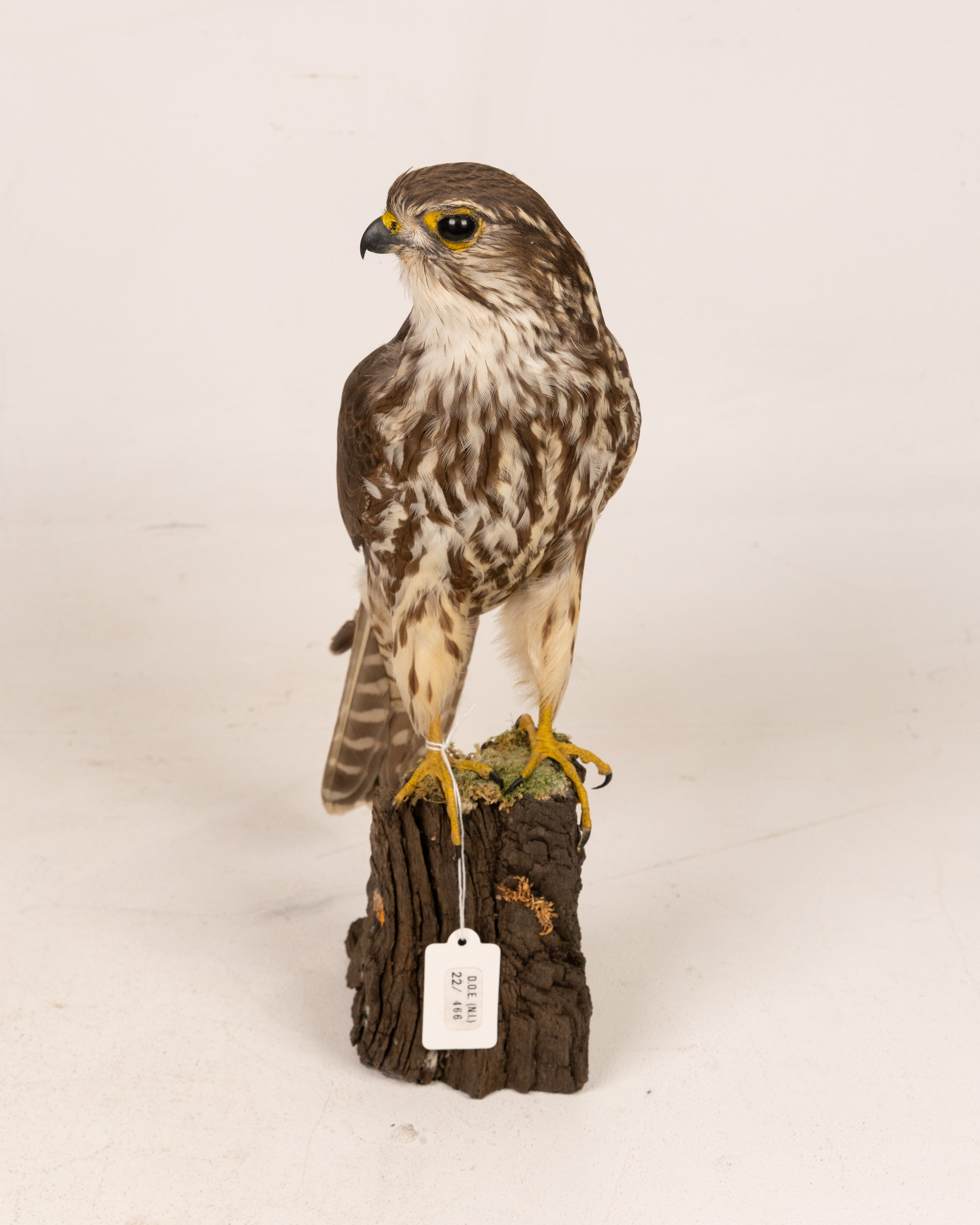 Taxidermy Icelandic Female Merlin on Wooden Base