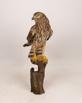 Taxidermy Hen Harrier Female on Wood Base