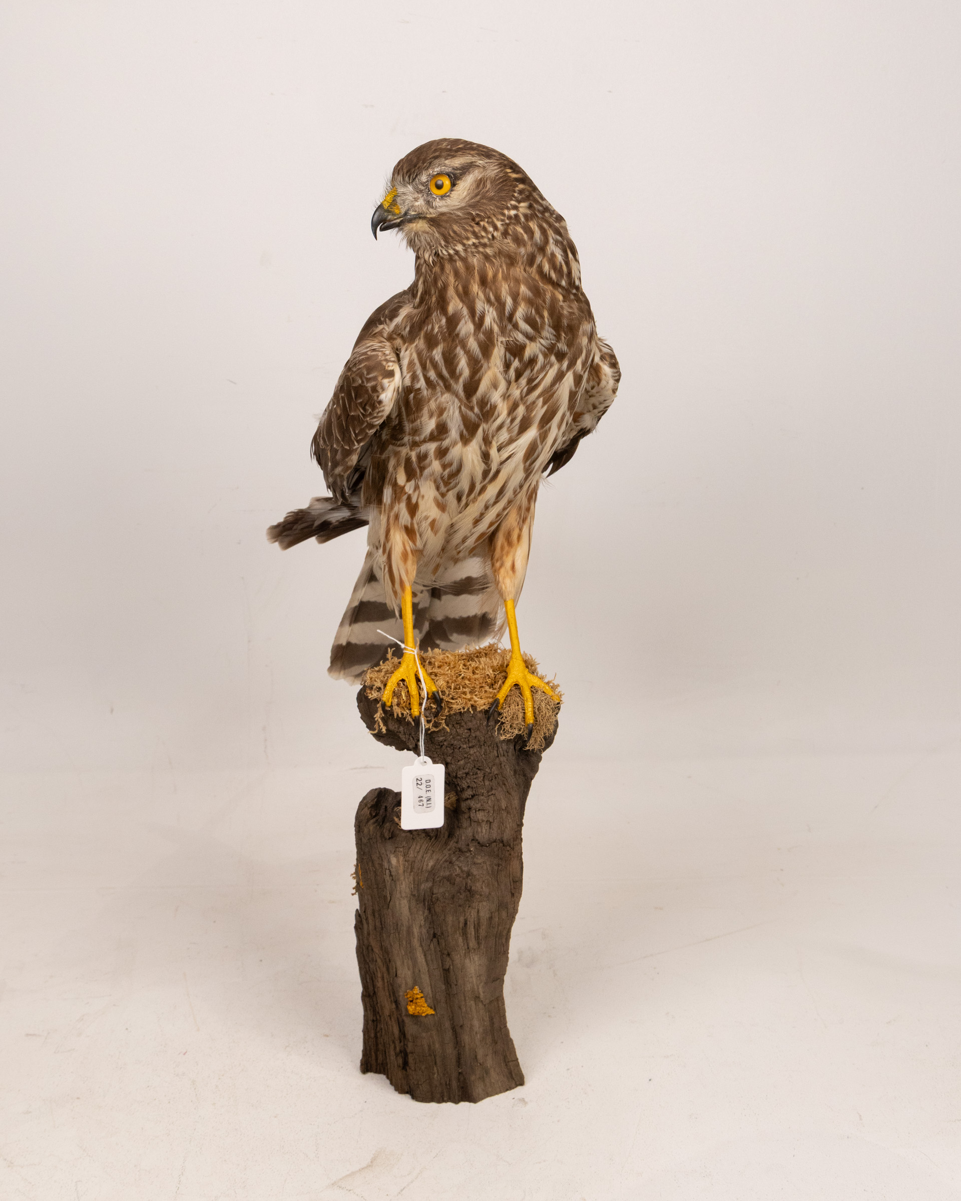 Taxidermy Hen Harrier Female on Wood Base