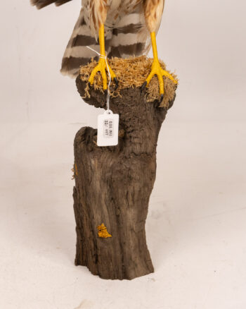 Taxidermy Hen Harrier Female on Wood Base