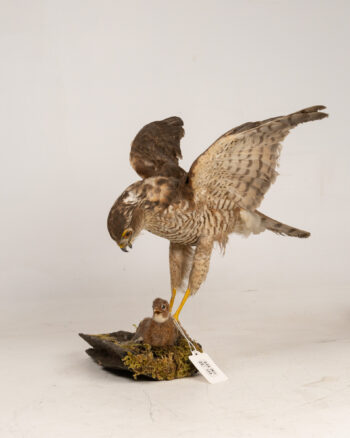 Mounted Eurasian Sparrowhawk on Wood Display