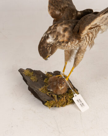 Mounted Eurasian Sparrowhawk on Wood Display