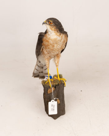 Taxidermy Eurasian Sparrowhawk Bird Mount on Wooden Base