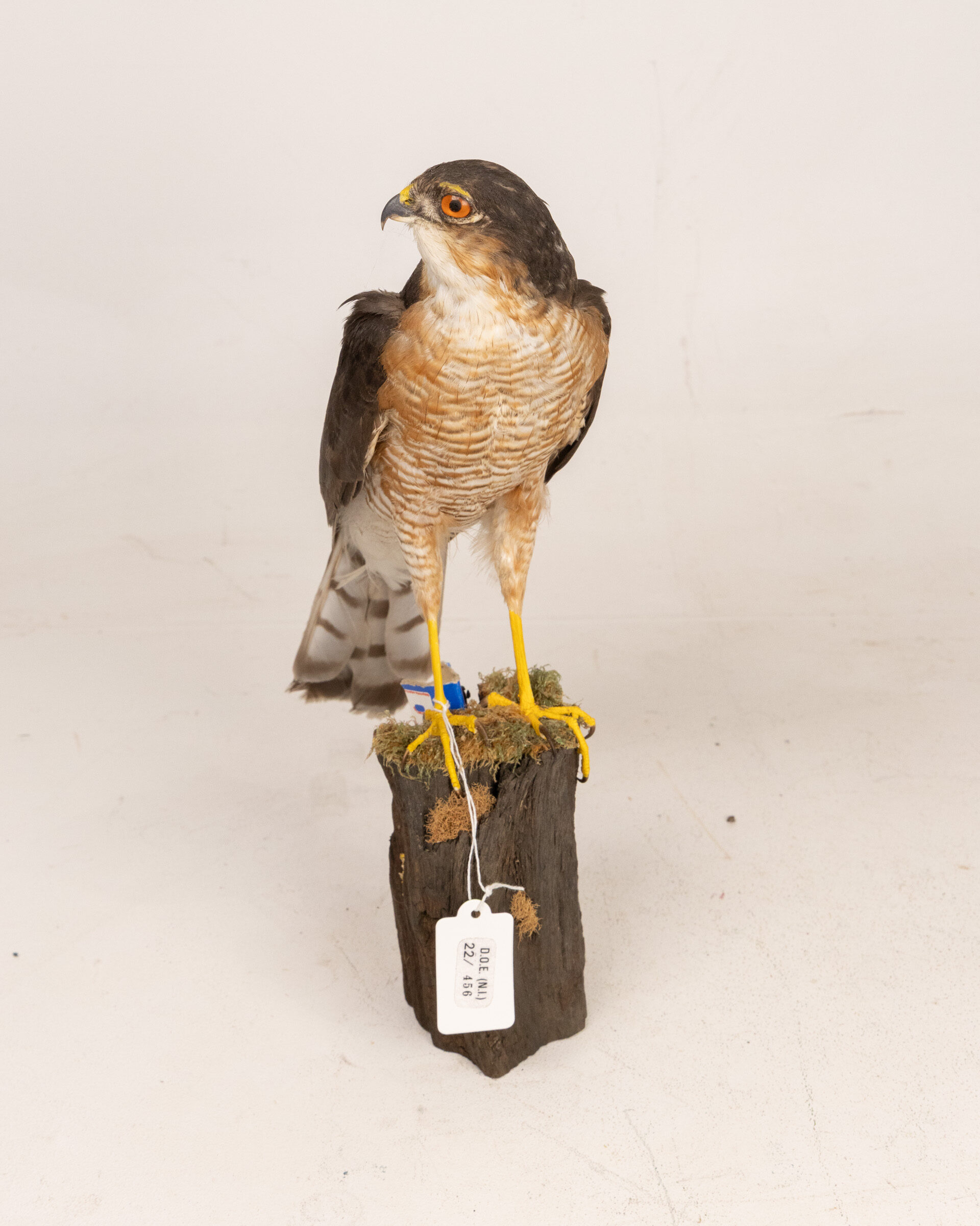 Taxidermy Eurasian Sparrowhawk Bird Mount on Wooden Base