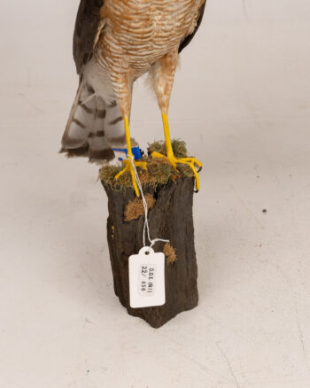 Taxidermy Eurasian Sparrowhawk Bird Mount on Wooden Base