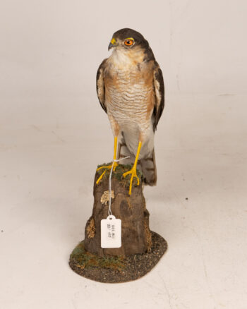 Taxidermy Eurasian Sparrowhawk Bird Mount on Wooden Base